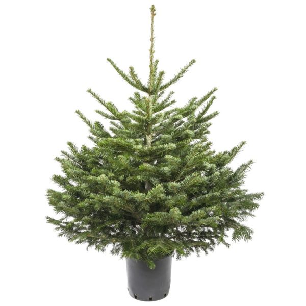 Sapin NORDMANN 125 150 en pot Ecole Maternelle et Elémentaire Sainte